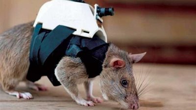 رجال الإنقاذ يستعينون بالفئران في البحث عن الناجين تحت الركام