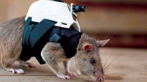 الاستعانة بالفئران