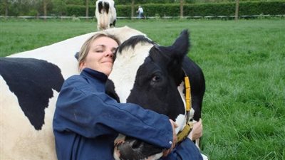 الهند تدعو لـ الاحتفال بعيد الحب في حضن البقر 