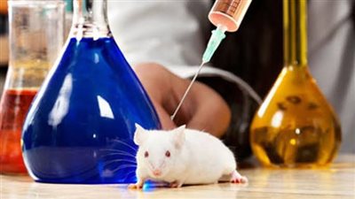 دراسة: الفئران تشم المصابين بسرطان الرئة من خلال البول بنسبة 90% 