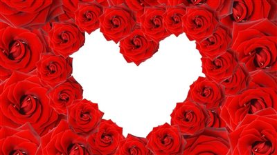 صور ورد عيد الحب 2023.. تعرف على دلالات ألوان الزهور 