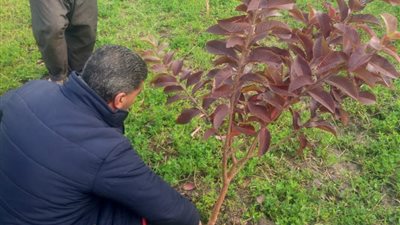الزراعة: مواصلة تقديم الدعم الفني لمزارعي البساتين في المحافظات لحماية المحاصيل من الأمراض