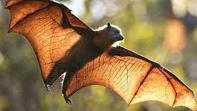 يشبه كورونا.. ما هو الفيروس الخفاشي الجديد في الصين؟