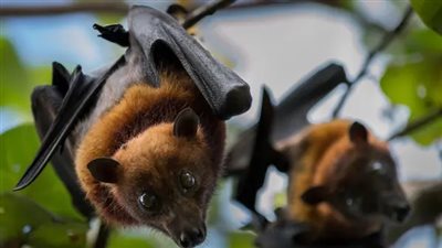 ما هو فيروس ماربورغ؟.. أعراضه وأسبابه وطرق الوقاية منه