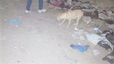 بينهم 11 صغيرا.. كلب ضال يعقر 16 شخصا بقرية النقراش في البحيرة
