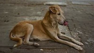 طبيب و5 سيدات.. تفاصيل الحالة الصحية للمصابين بعقر كلب ضال بالمنوفية