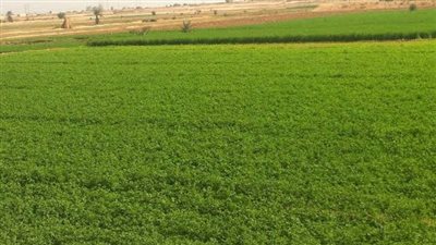 استرداد أراضي الدولة: إيقاف تحرير عقود تمليك أراضي الإصلاح الزراعي بعد 24 أكتوبر الماضي