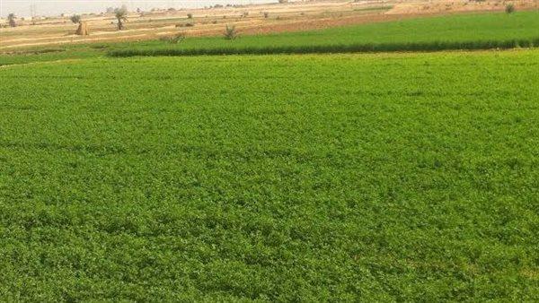 اراضي زراعية