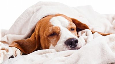 انتشار فيروس إنفلونزا الكلاب في أمريكا.. ومخاوف من انتقاله بين البشر 