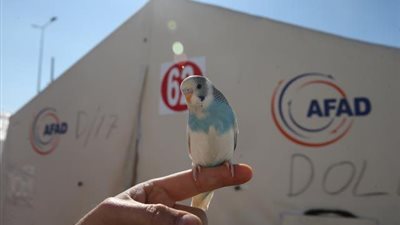 أحدث ضوضاء غريبة.. ببغاء ينقذ عائلة تركية من الزلزال