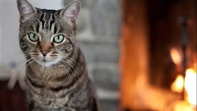 هل يجوز لي أن أشتري قطة واقتنيها في المنزل؟.. الأزهر للفتوى يوضح