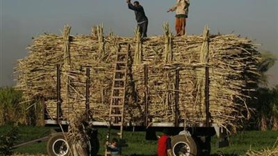 التموين: ارتفاع معدل توريد محصول القصب لـ 3 ملايين و200 طن وإنتاج 310 آلاف طن سكر