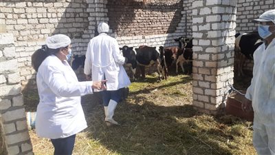 قوافل للطب البيطري بالتعاون مع الأزهر للحفاظ على الثروة الحيوانية بالأقصر 