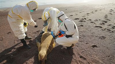 علماء: تفشي إنفلونزا الطيور في القارة القطبية الجنوبية غير مسبوق