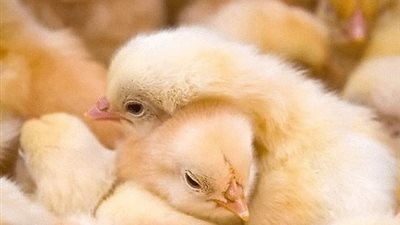 الكتكوت ينافس الدولار ويكسر حاجز الـ 56 جنيهًا 