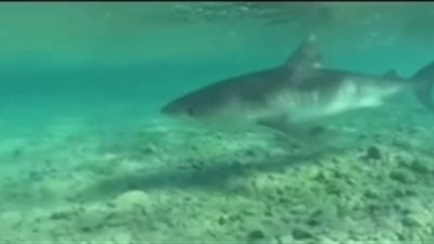 أول ظهور للقرش النمر بعد رصده قبالة سواحل مرسى علم| صور وفيديو