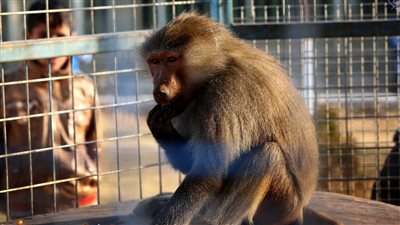 وزارة التجارة: منع استيراد القرود أو دخولها مصر عن طريق الترانزيت