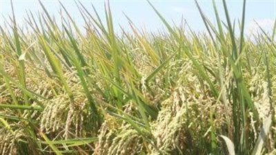 الوادي الجديد تخصص 1000 فدان لزراعة الأرز ببحيرة مفيض توشكى