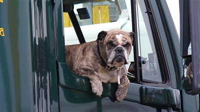 اربط له حزام الأمان.. مشروع قانون في فلوريدا يناقش حظر خروج رؤوس الكلاب من نوافذ السيارات 