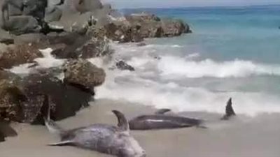 تفاصيل خروج دلافين عمان إلى الشواطئ بعد الزلزال