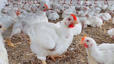 صناعة الدواجن: قريبا تحقيق الاكتفاء الذاتي.. وإنتاج 4 ملايين دجاجة يوميا 