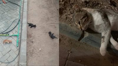 بعد واقعة تسميم القطط بنادي الجزيرة.. ناشطة في حقوق الحيوان تكشف تفاصيل الواقعة