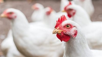 تراجع جديد في أسعار الفراخ البيضاء والبانيه والكتاكيت