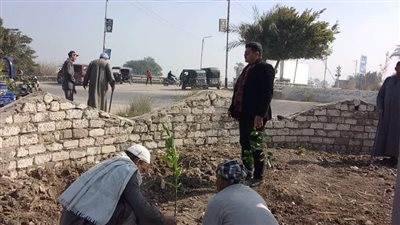 مبادرة 100 مليون شجرة.. زراعة أشجار مثمرة بقريتي البيهو والعزيمة بالمنيا