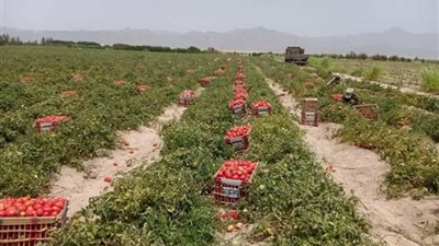 بعد توجيهات الرئيس.. تفاصيل زراعة 600 ألف فدان في سيناء نهاية العام الجاري| فيديو