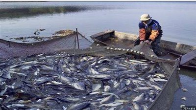 الشيوخ يبحث سياسة الحكومة بشأن الثورة السمكية