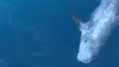 ظهور نادر.. غطاسون يرصدون دولفين ريسو بالقرب من سواحل الغردقة | صور وفيديو