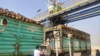 بدء موسم تقليع البنجر بالشرقية | صور