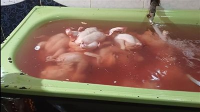 ضبط لحوم مجمدة مجهولة المصدر ودواجن محقونة بالمياه لزيادة وزنها بكفر الشيخ