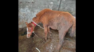 ضبط جزار ذبح حصانين بغرض بيع لحومهما للمواطنين في بني سويف