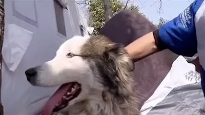  بعد 23 يوما.. إنقاذ كلب من تحت الأنقاض في تركيا