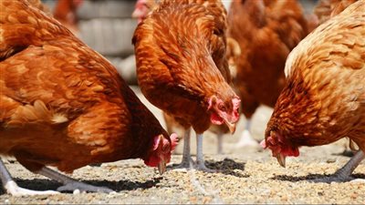 قلق في أوروبا بعد تفشي إنفلونزا الطيور بـ إحدى المزارع في إستونيا