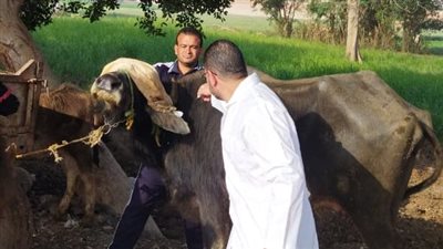 محافظ الجيزة يعلن انطلاق الحملة القومية لحماية الثروة الحيوانية بمراكز وقرى المحافظة