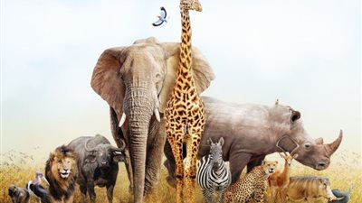  في اليوم العالمي للأحياء البرية.. تعرف على شعاره وأهدافه 