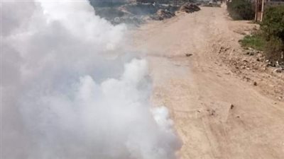 حملة تطهير ضد الحشرات والبعوض بغرب الإسكندرية | صور