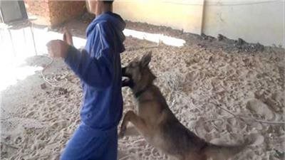 تصالح المجني عليه مع الحانوتي المتهم بإطلاق كلب بيتبول عليه بالمنيرة