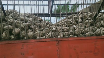 لإنتاج السكر.. التموين: توريد 40 ألف طن بنجر لمصنع الدلتا بكفر الشيخ