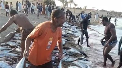 موسم الخير.. صيادو القصير يصطادون أطنانا من سمك الشروى| صور وفيديو