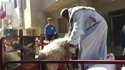 30 منحة لذوي الإعاقة.. التضامن: 280 مشروعًا لمستفيدي تكافل وكرامة في الأقصر