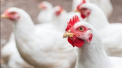 أسعار الدواجن البيضاء اليوم الأربعاء 11 أكتوبر 2023