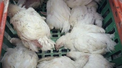 متعفنة ورائحتها كريهة.. تفاصيل ضبط نصف طن فراخ نافقة قبل بيعها للمواطنين بالأقصر | بث مباشر