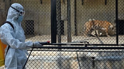 قبل COP 29.. مطالب بتخصيص 263 مليار دولار لحماية الحيوانات من الانقراض