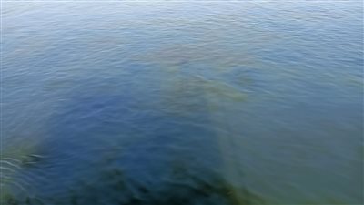 مياه سوهاج: فتح مأخذ محطة شطورة عقب تلاشي بقعة السولار | صور