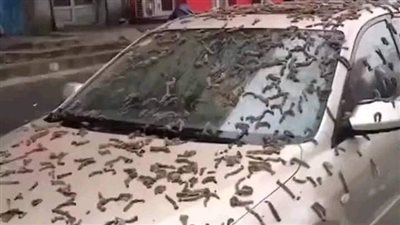 عاصفة من الديدان تهطل من السماء تثير حالة من الرعب في الصين | فيديو وصور 