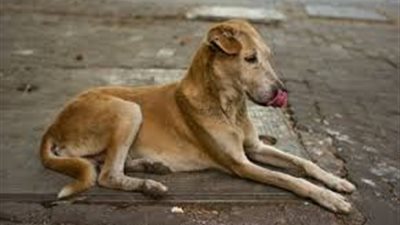 كلب ضال يعقر 5 أشخاص في أبشيش بالمنوفية