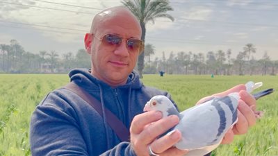 بالمركز الـ 13 في مسافة 213 كم.. أحمد مكي يعلن فوزه في سباق الحمام الزاجل بالإمارات